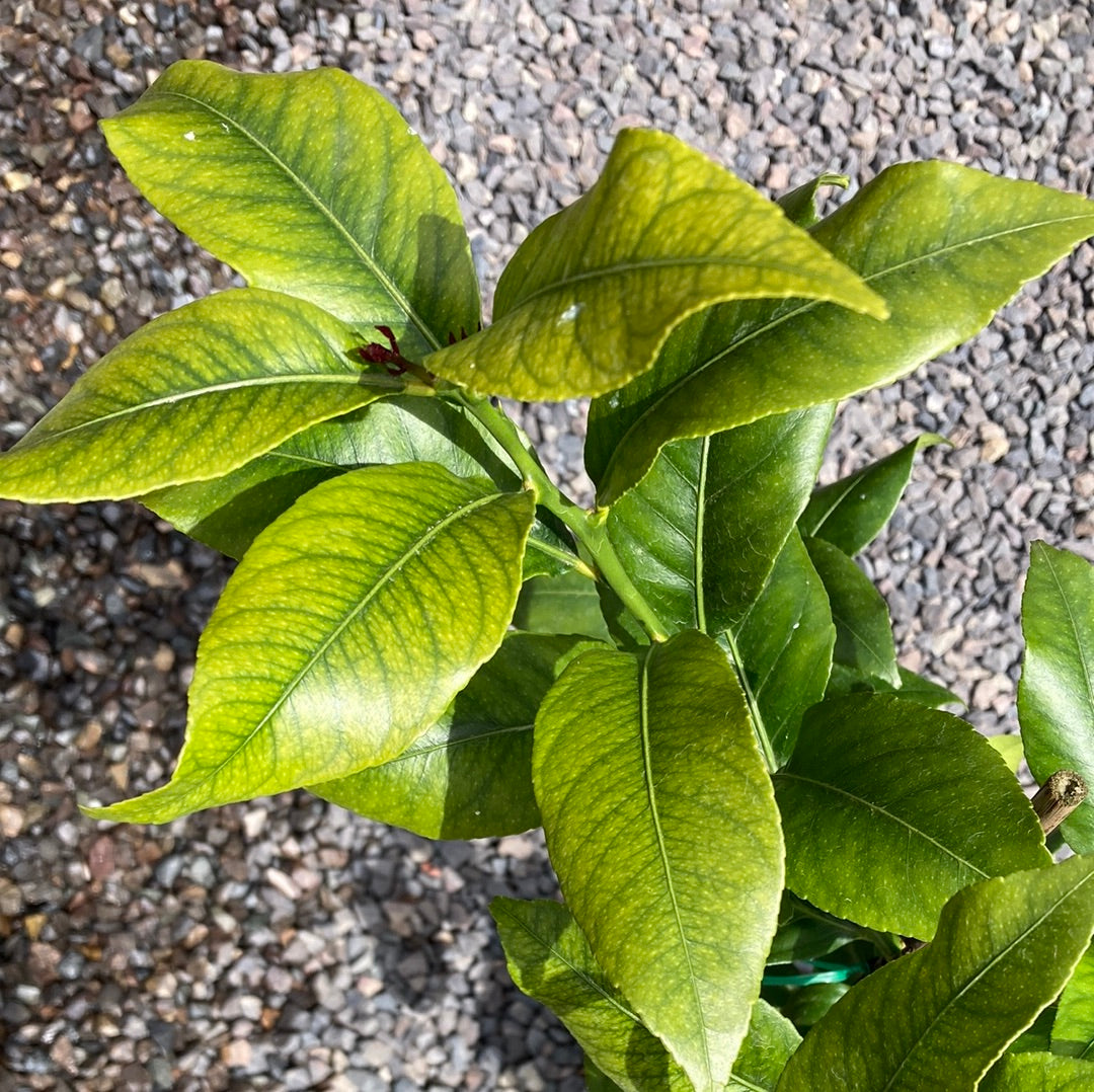 Lemon Eureka Yarra View Garden Centre Mount Evelyn