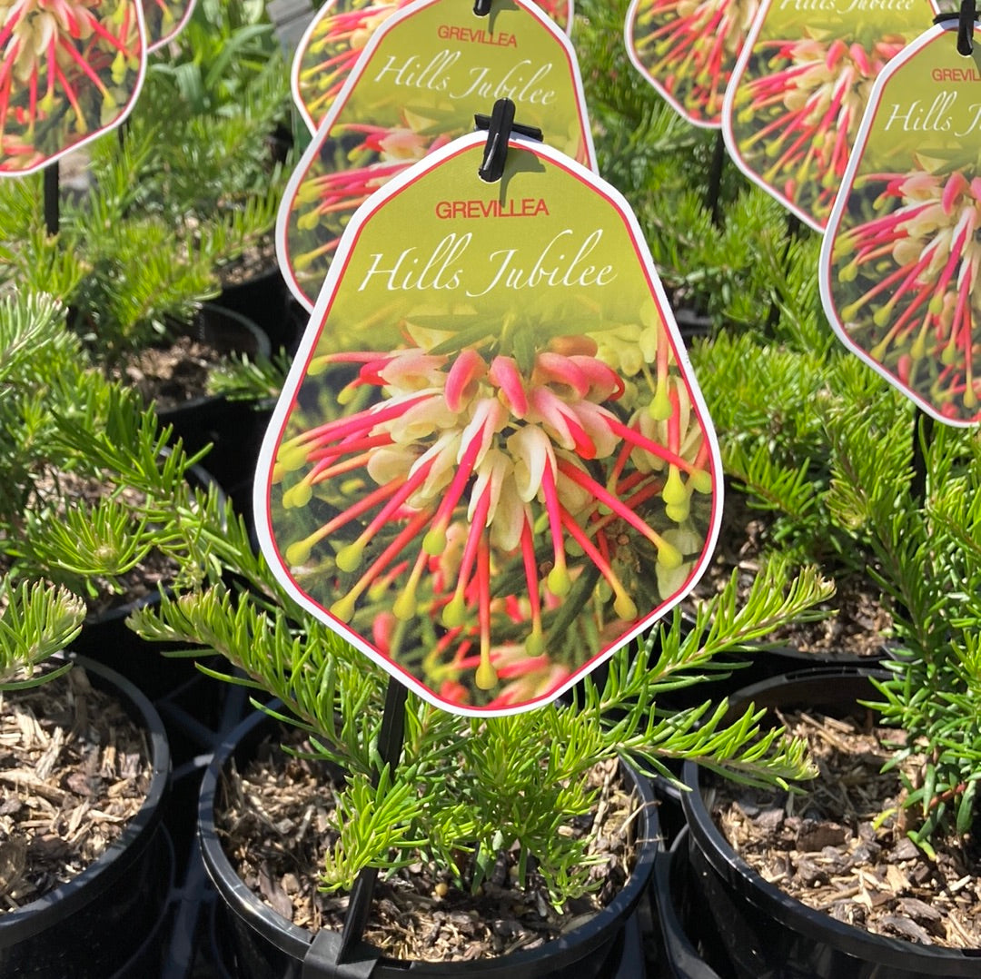 Grevillea ‘Hills Jubilee’ 14cm