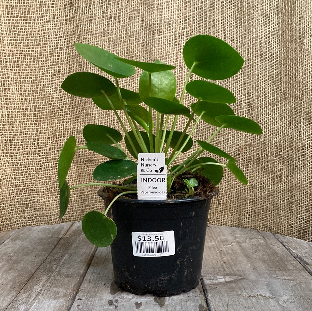 Pilea peperomioides 'Chinese Money Plant' 12cm
