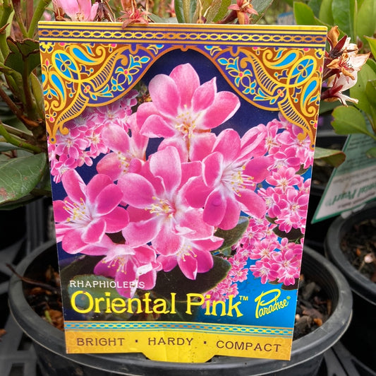 Rhaphiolepis indica 'Oriental Pink' 14cm
