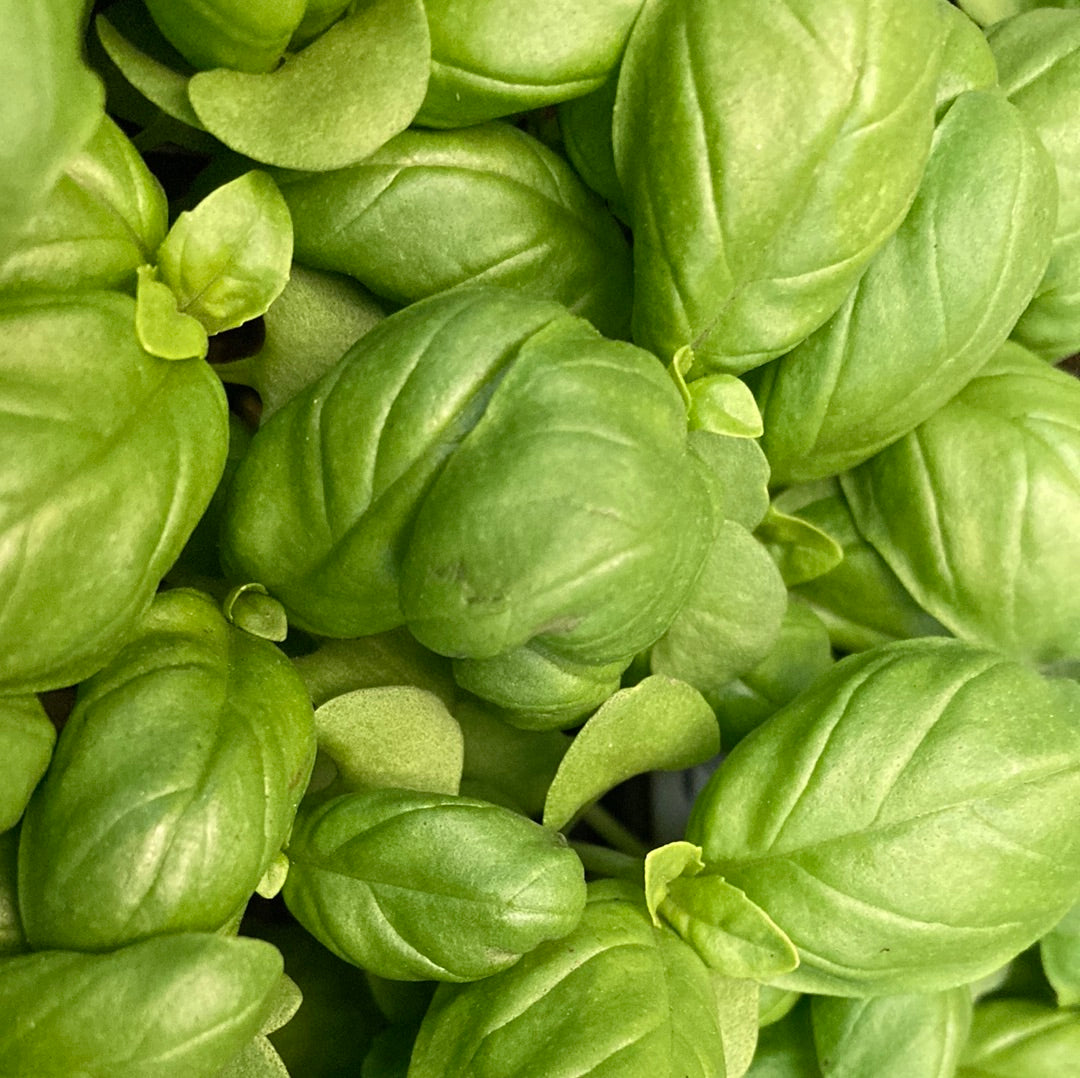 Basil Sweet 95mm