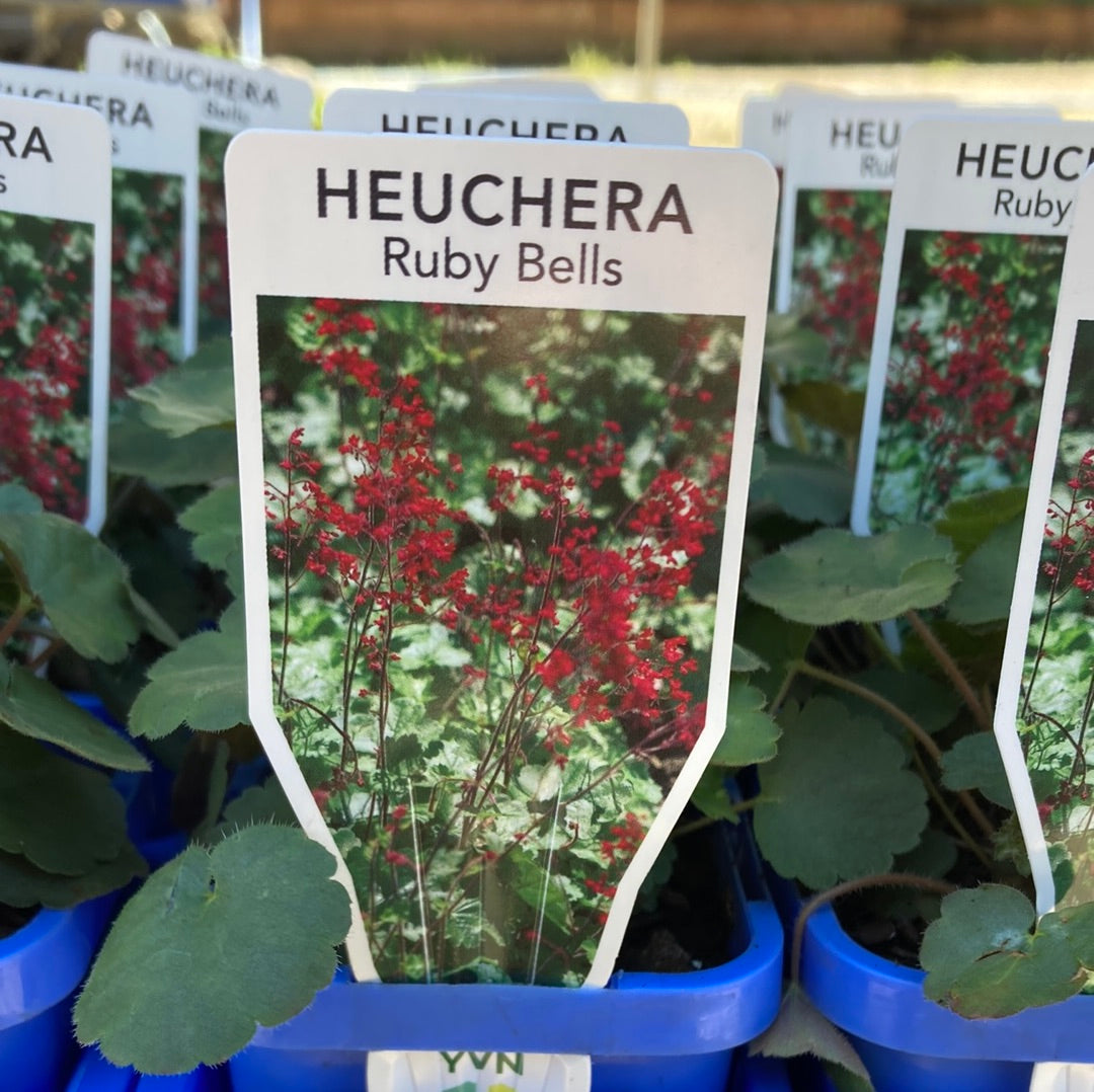 Heuchera ‘Ruby Bells’ 7cm