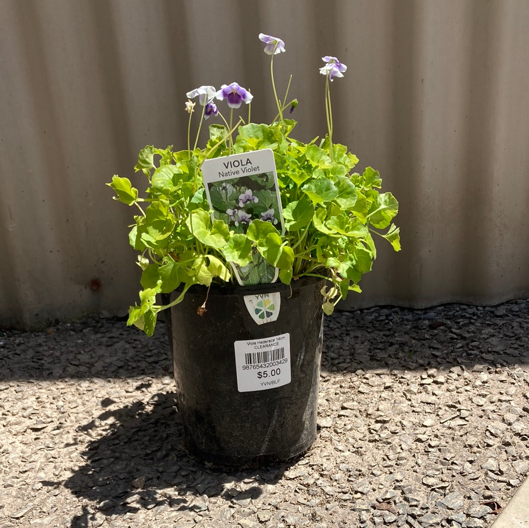 Viola hederacea 14cm Clearance
