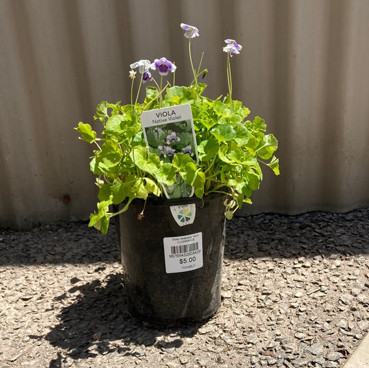 Viola hederacea 14cm Clearance