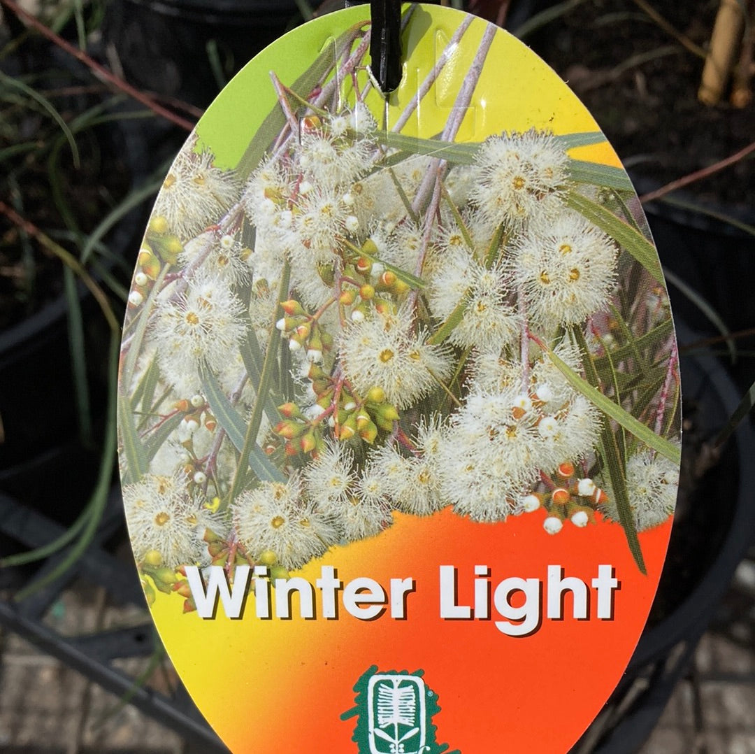 Eucalyptus viridis Winter Lights 20cm