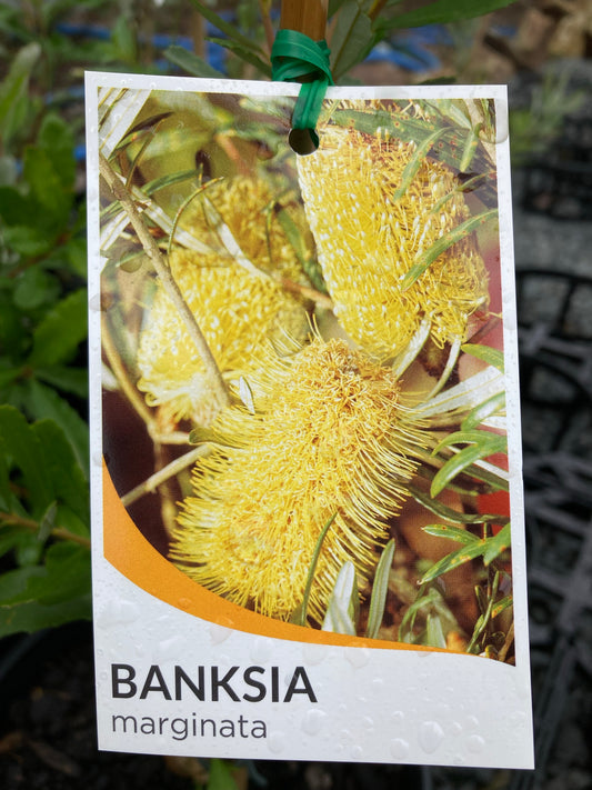 Banksia marginata 20cm