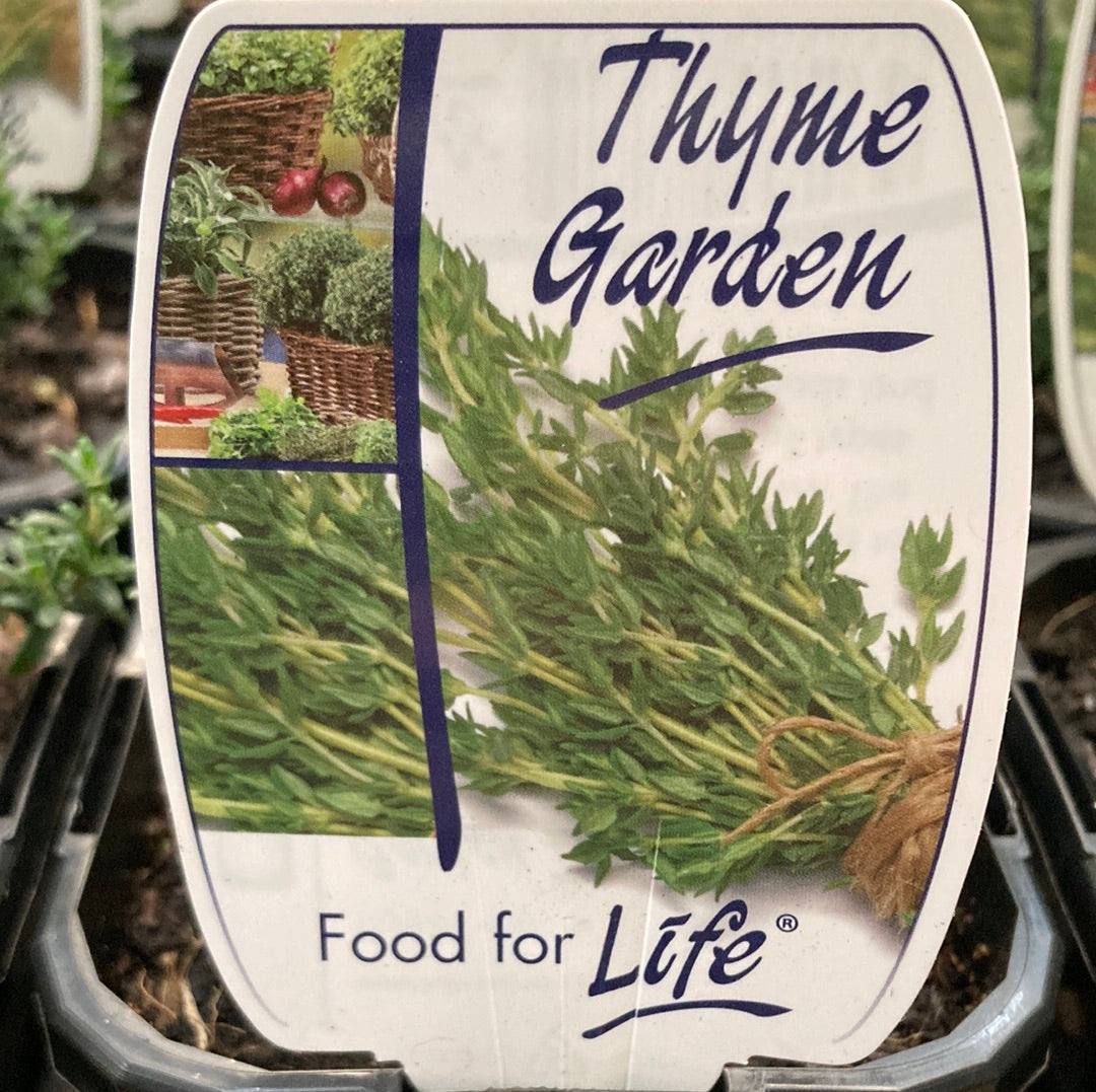 Thyme Garden 95mm