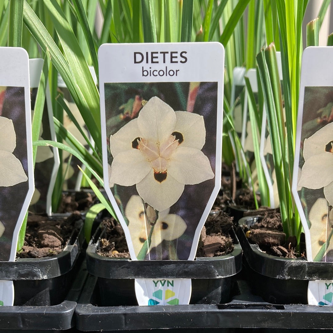 Dietes bicolor 7cm