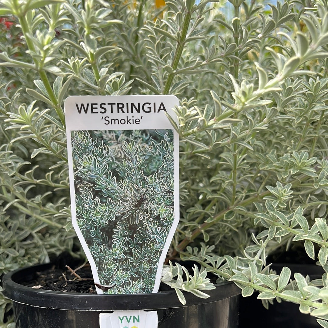 Westringia ‘Smokie’ 14cm