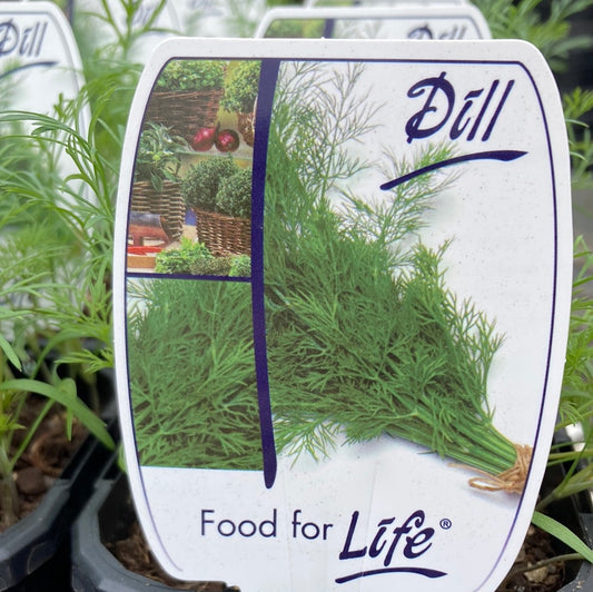 Dill 100mm