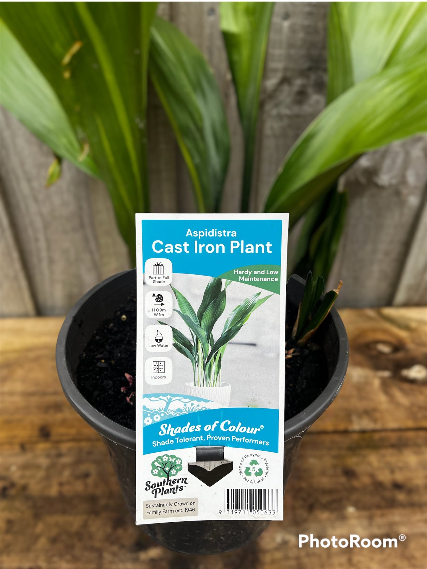 Aspidistra elatior ‘Cast Iron Plant' 20cm