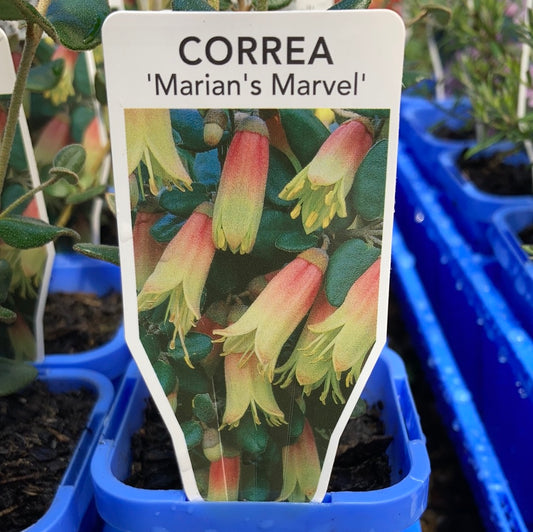 Correa ‘Marian’s Marvel’ 7cm