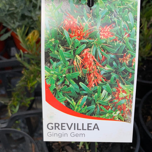 Grevillea 'Gingin Gem' 14cm