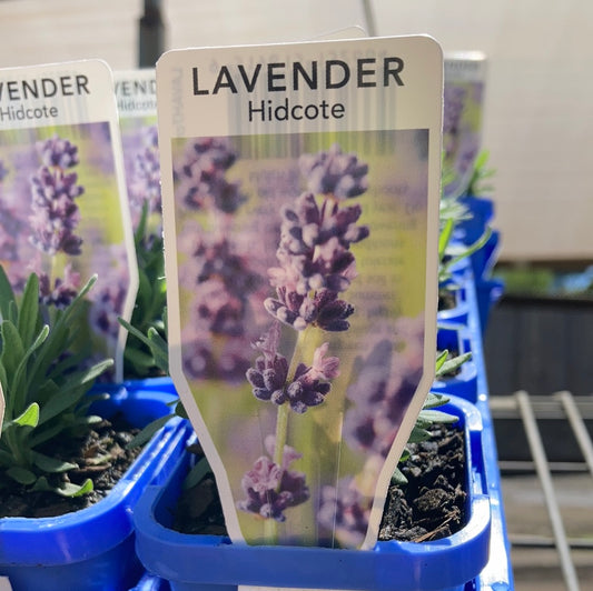 Lavender 'Hidcote' 7cm