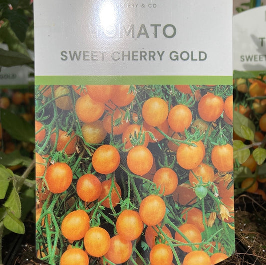 Tomato Sweet Cherry Gold 100mm