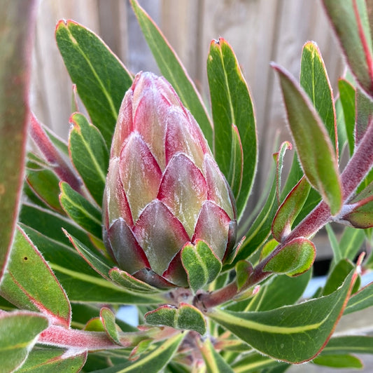 Protea Lancelot 14cm