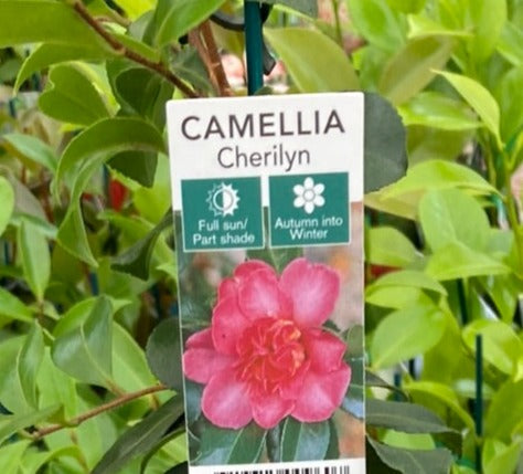 Camellia sasanqua ‘Cherilyn’ 7cm