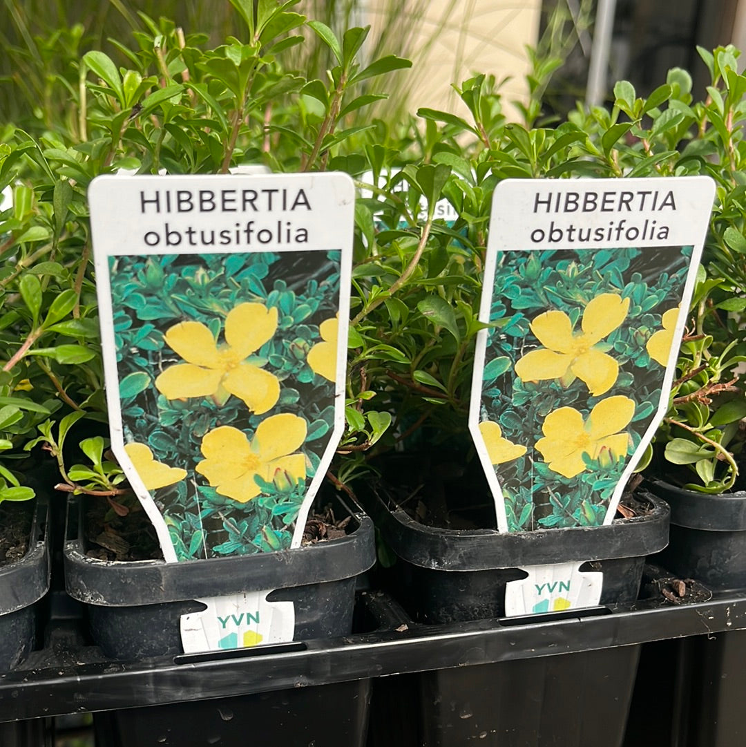 Hibbertia obtusifolia 70mm