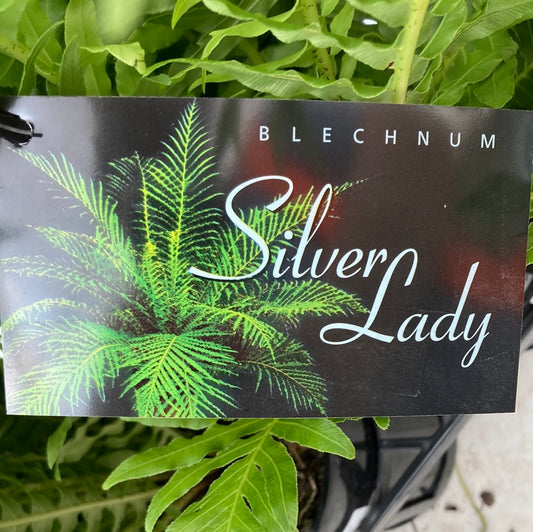 Blechnum gibbum 'Silver Lady' 14cm