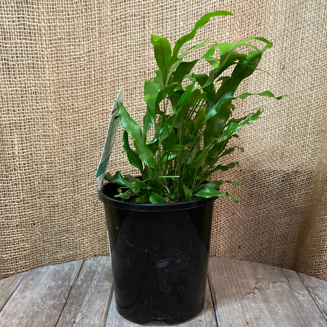 Microsorum diversifolium 'Kangaroo Fern' 14cm