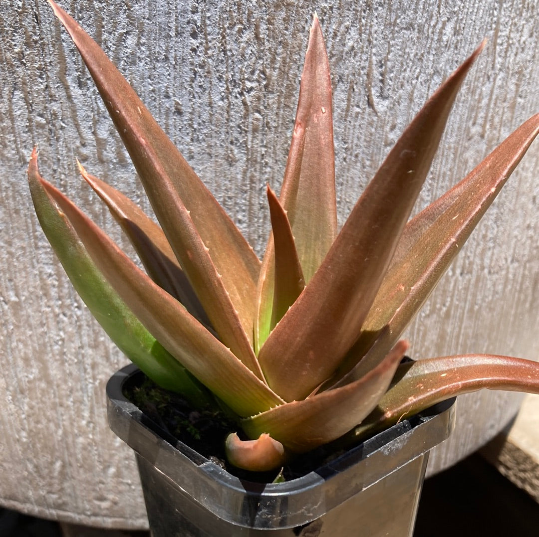 Aloe 'Black Gem' 7cm
