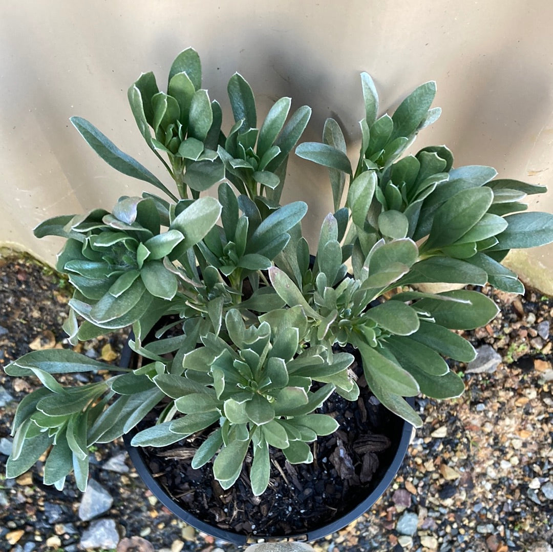 Convolvulus cneorum 'Silver Bush' 14cm