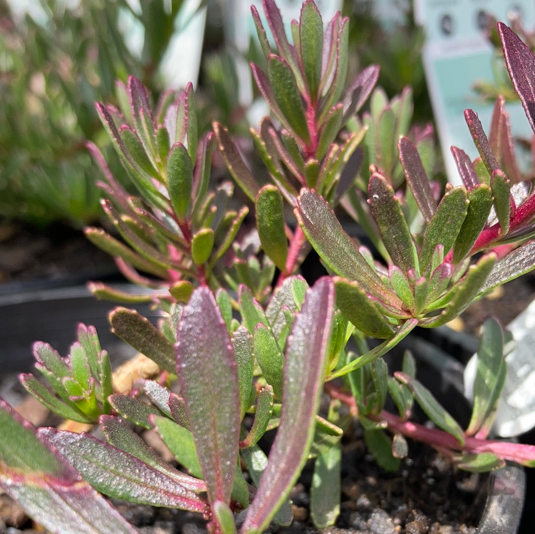 Myoporum parvifolium purpurea 14cm