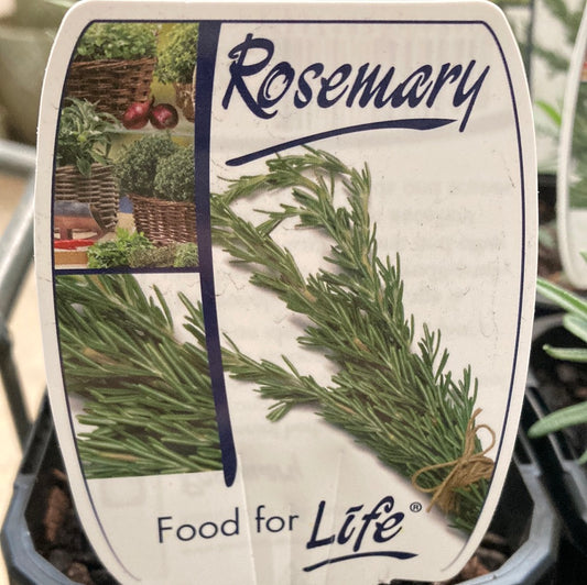 Rosemary Rosmarinus officinalis 100mm