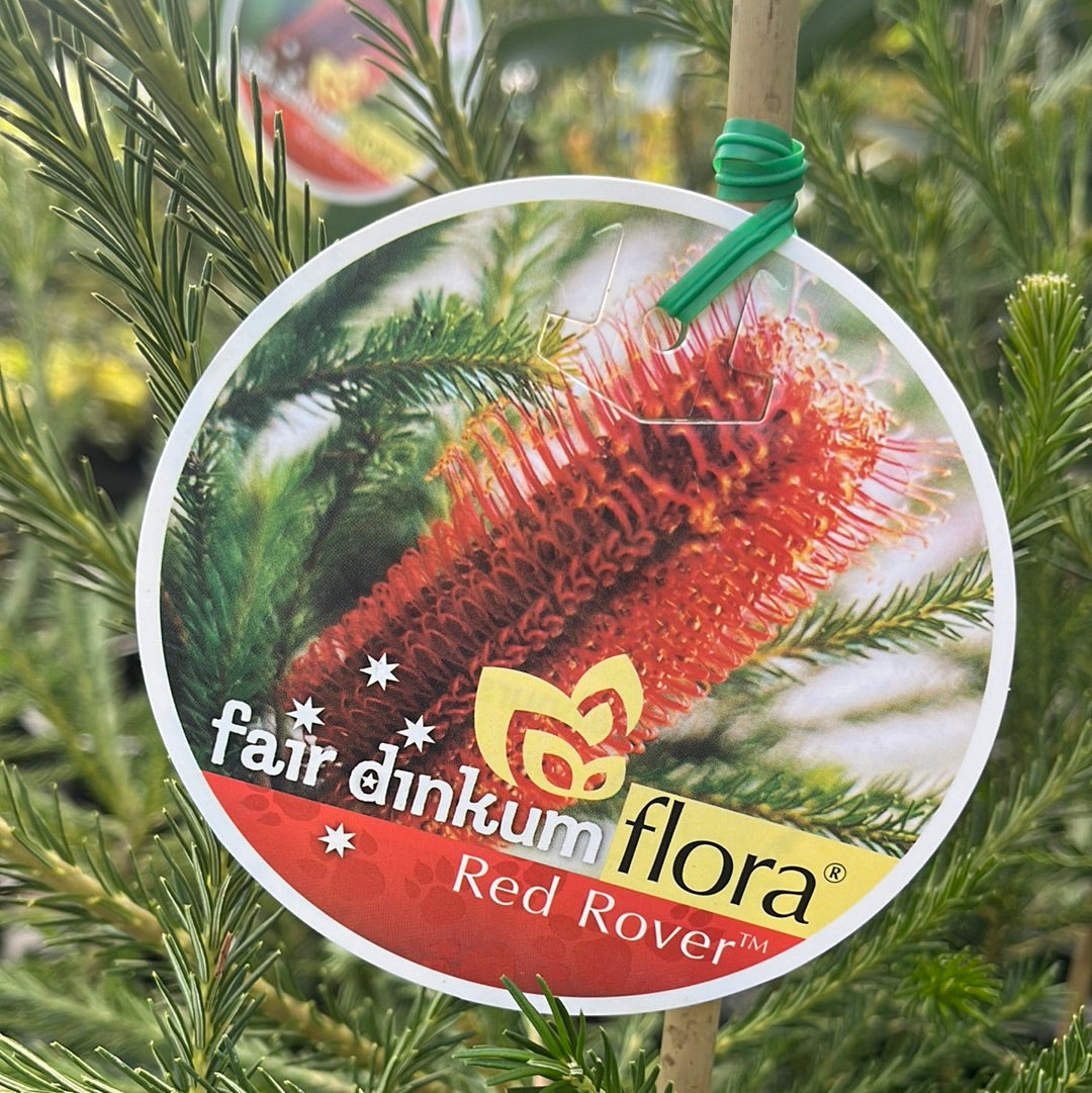 Banksia ericifolia ‘Red Rover’ 20cm