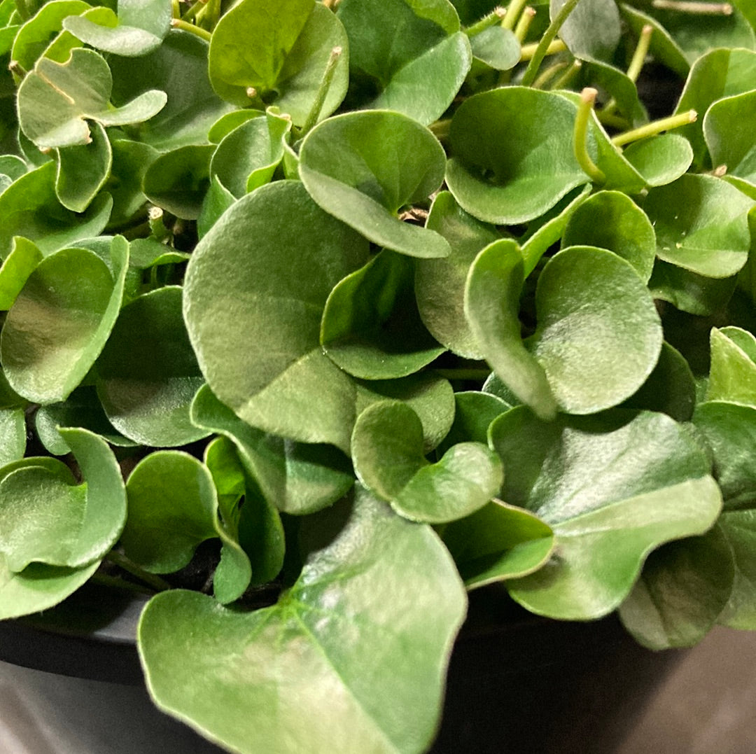 Dichondra repens 14cm