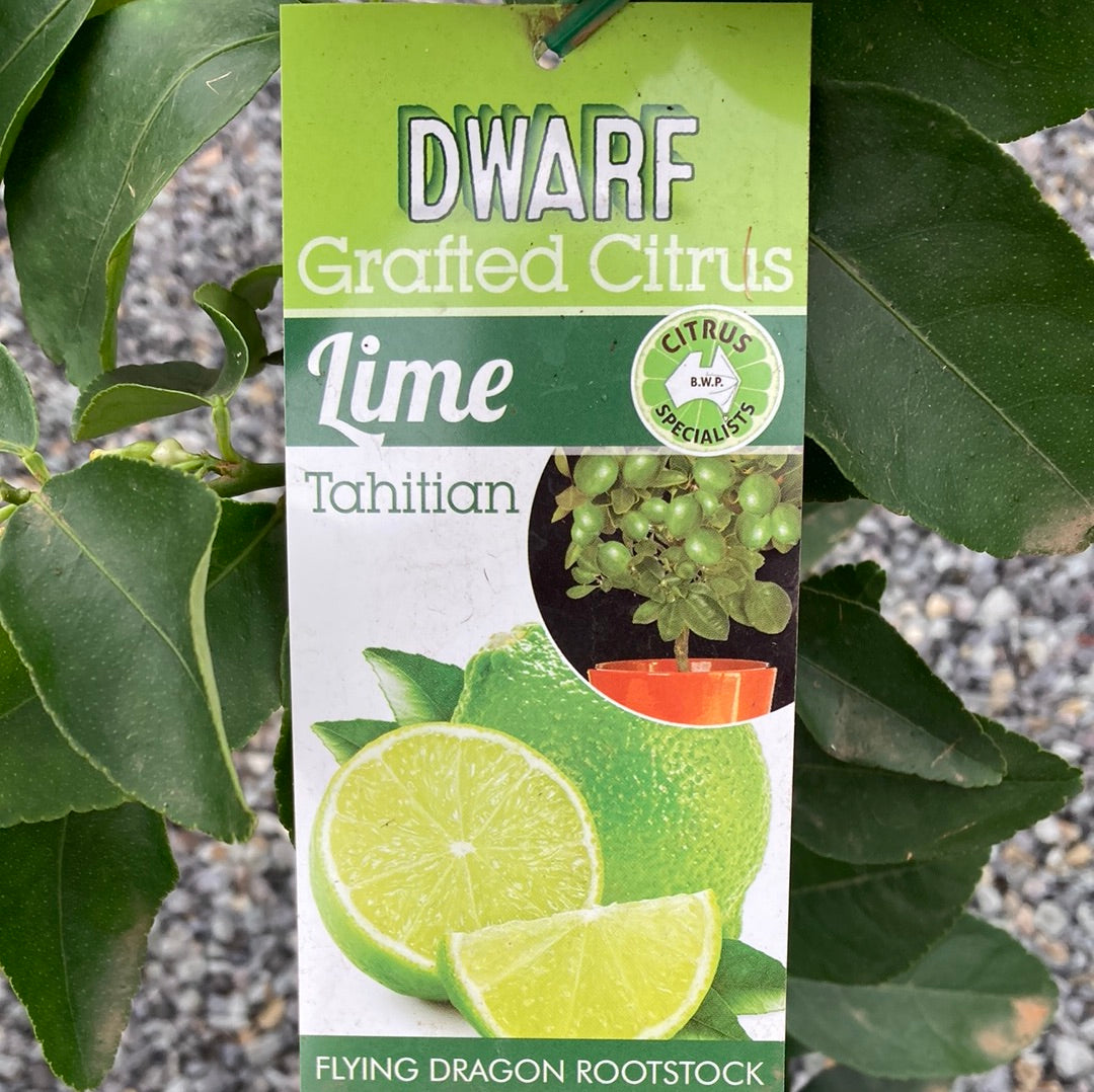 Lime Tahitian Flying Dragon Yarra View Garden Centre Mount Evelyn