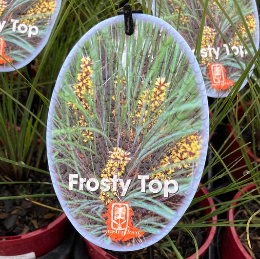 Lomandra confertifolia ‘Frosty Top’ 14cm