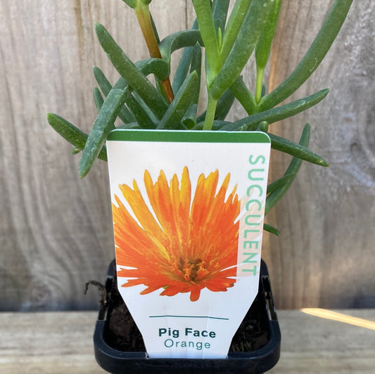 Mesembryanthemum Pig Face ‘Orange’ 7cm