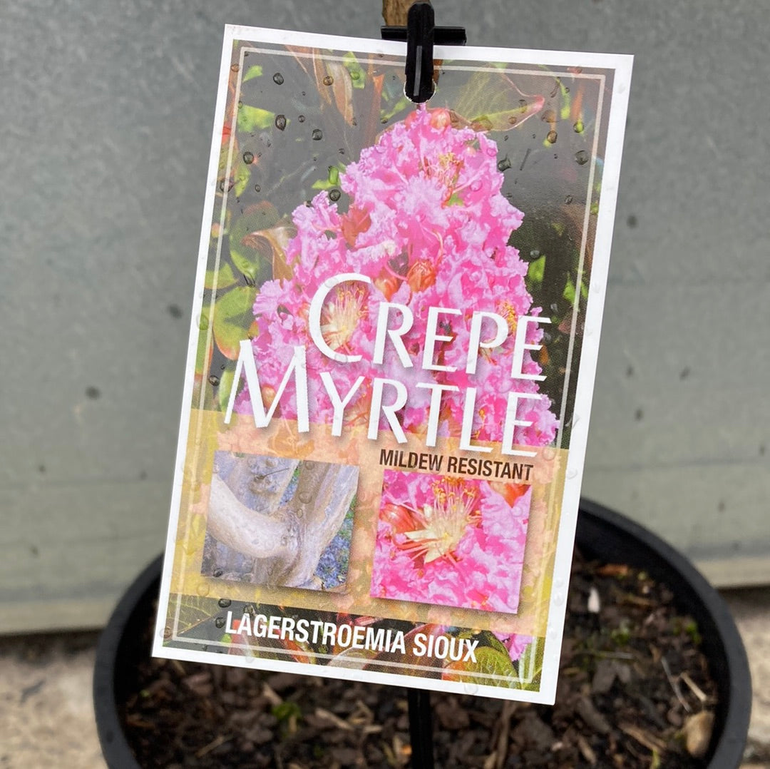 Lagerstroemia indica x fauriei ‘Sioux’ Crepe Myrtle 30cm