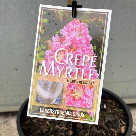Lagerstroemia indica x fauriei ‘Sioux’ Crepe Myrtle 30cm