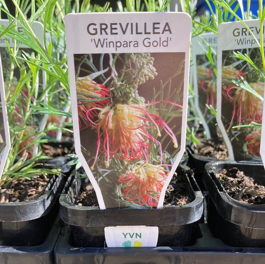 Grevillea  ‘Winpara Gold’ 7cm