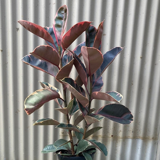 Ficus elastica 'Ruby' 20cm