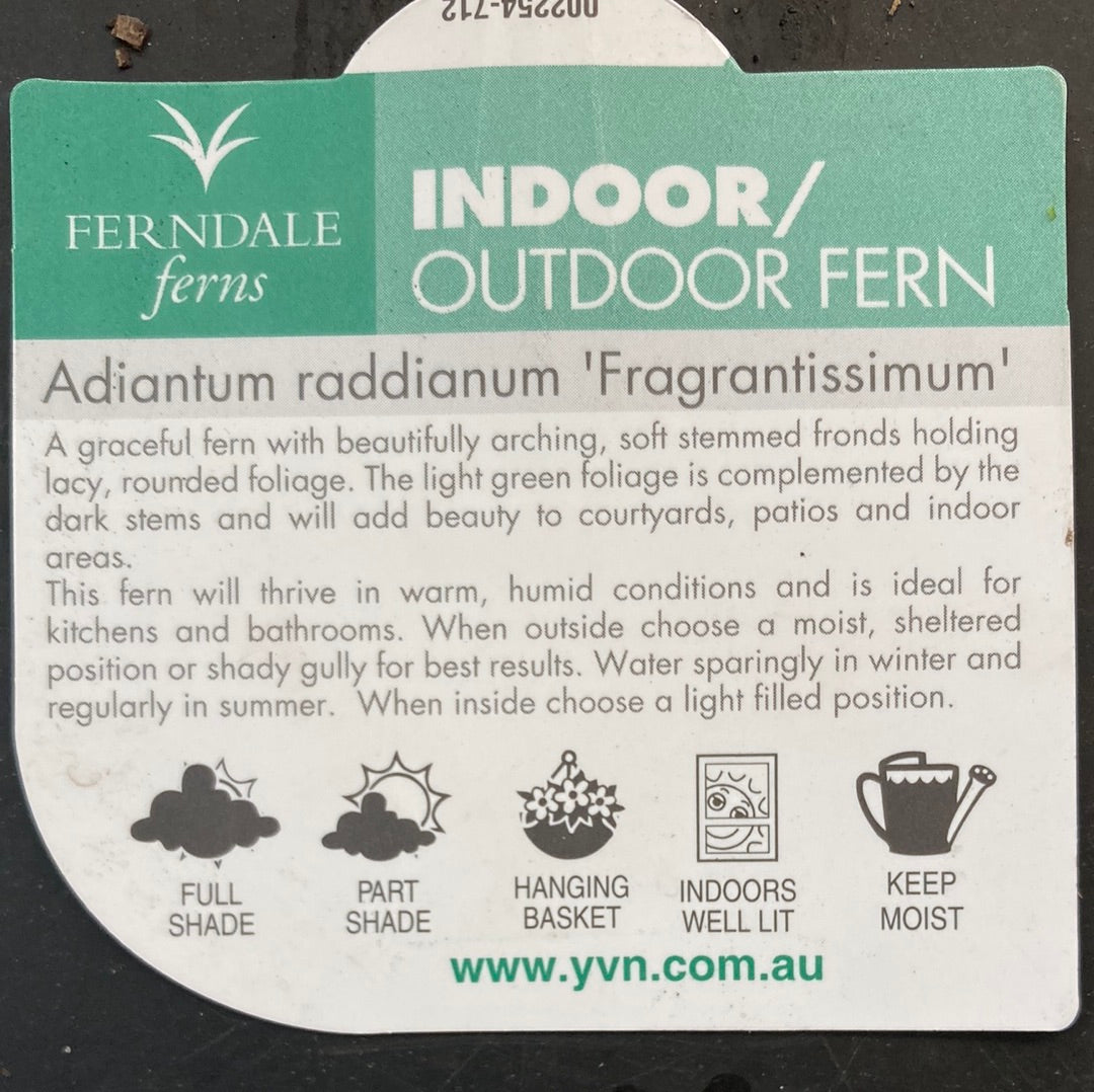 Adiantum 'Maiden Hair Fern' 7cm