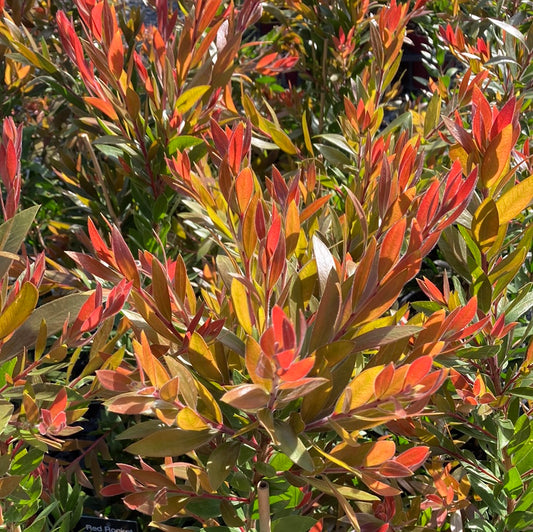 Callistemon 'Red Rocket' 20cm