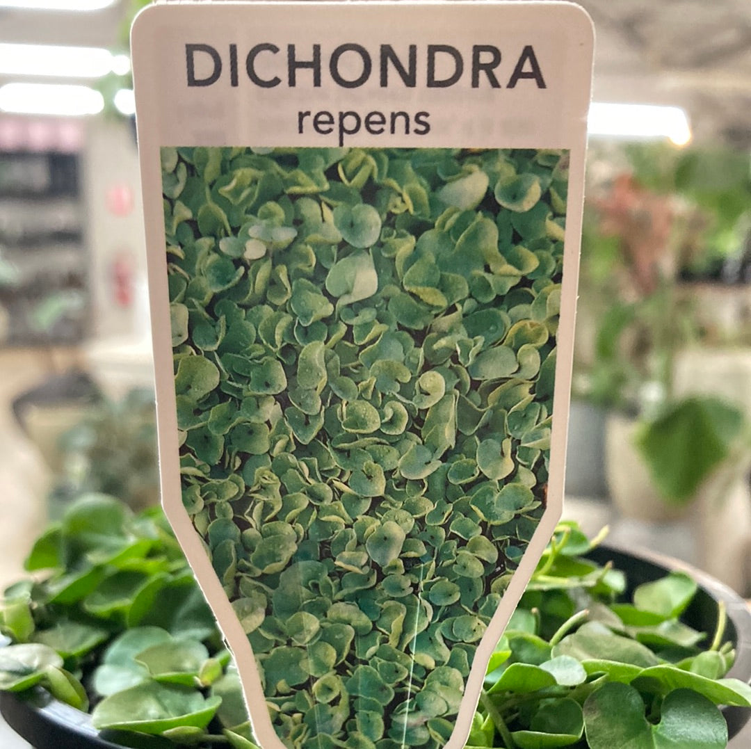 Dichondra repens 14cm