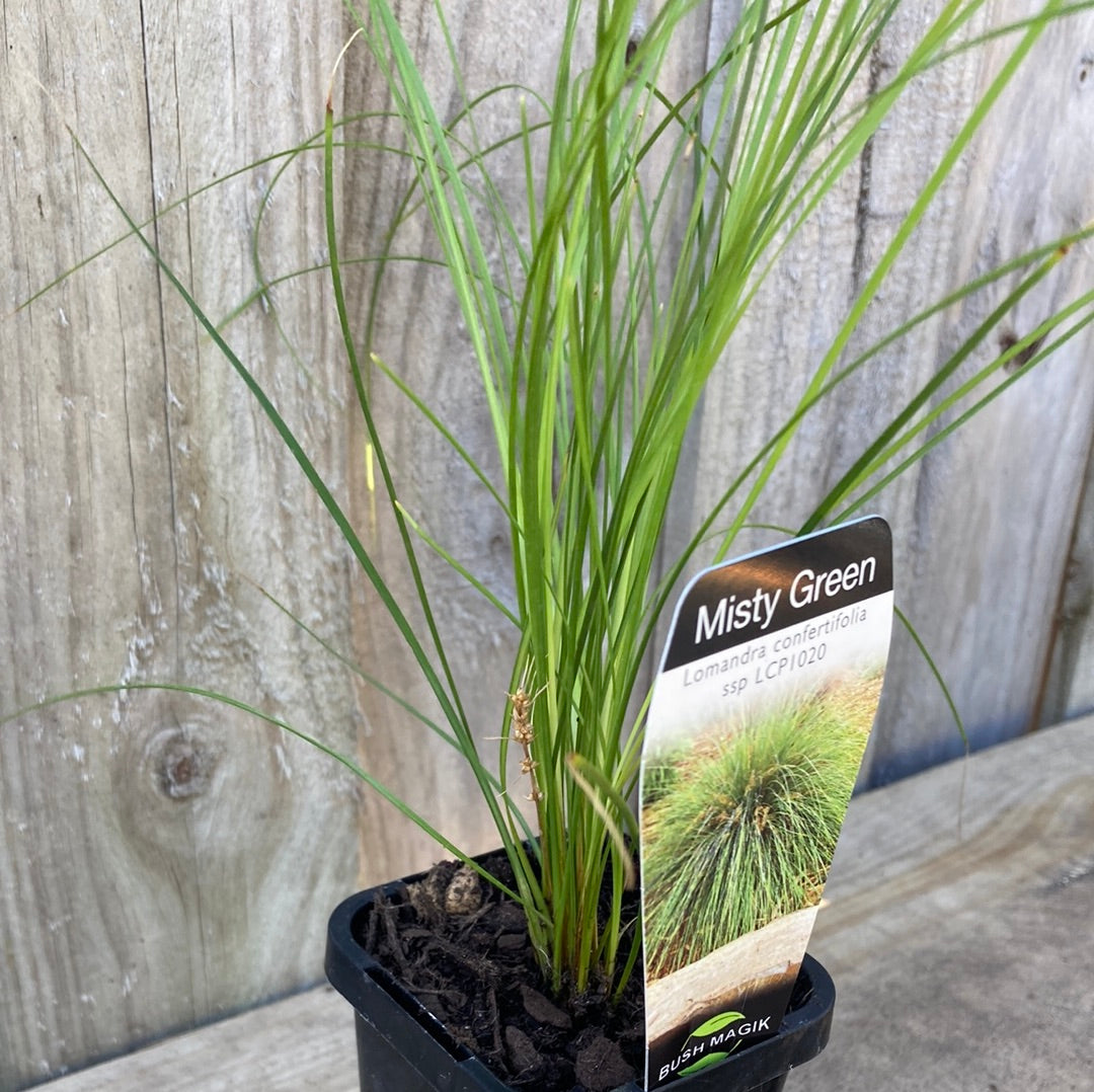 Lomandra Misty Green 7cm