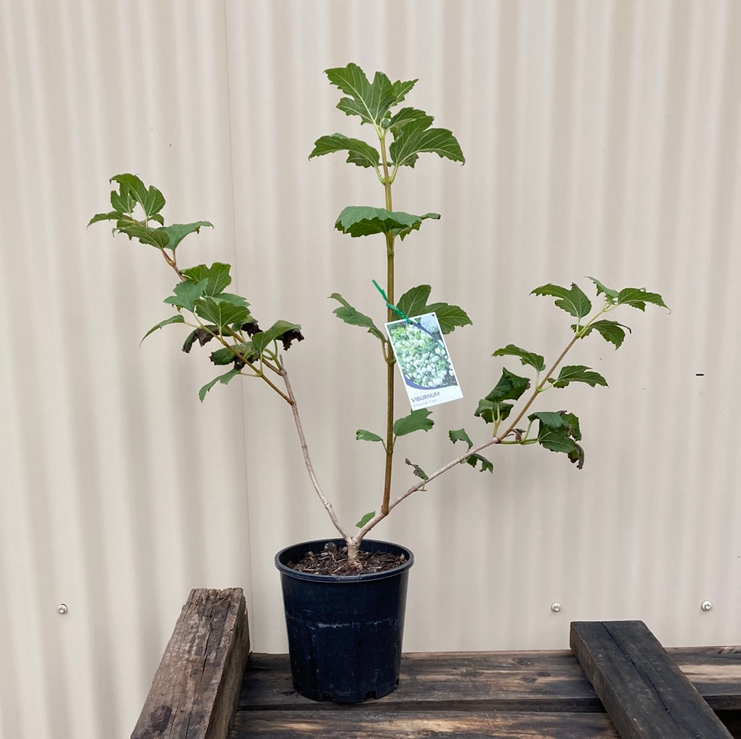 Viburnum 'Snowball Tree' 18cm Seconds
