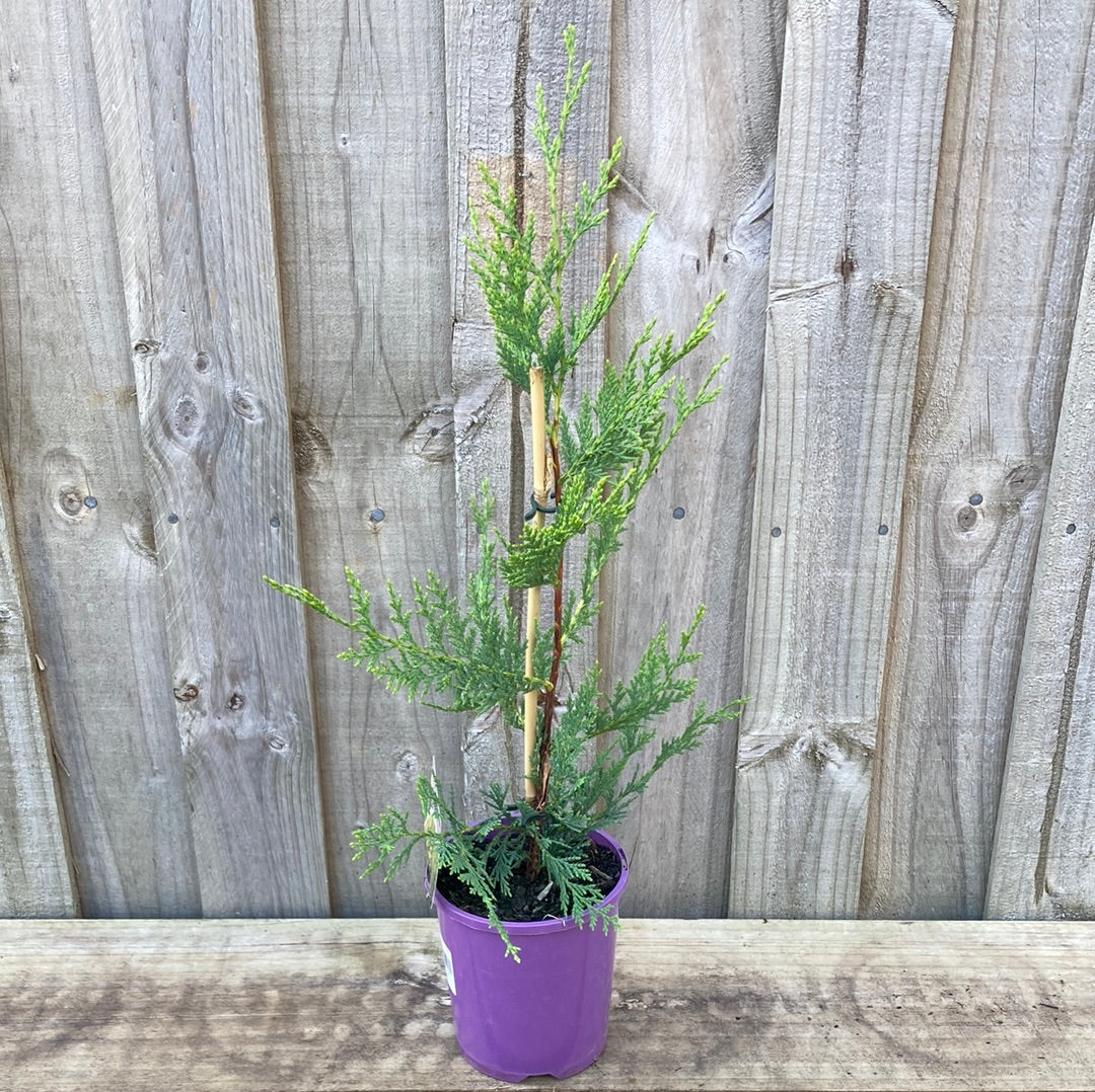 Yarra Valley Nursery