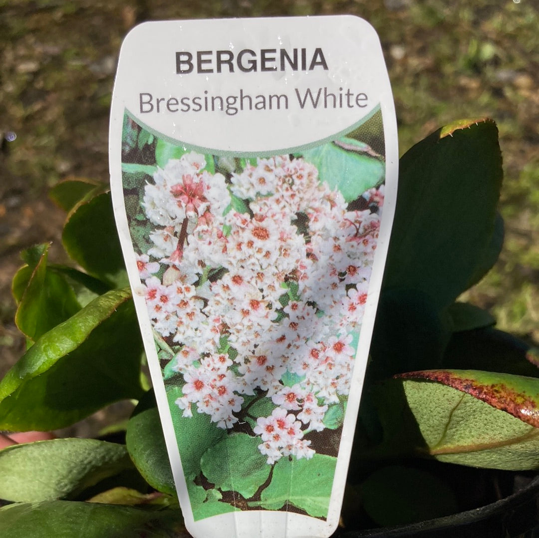 Bergenia cordifolia ‘Bressingham White’ 14cm