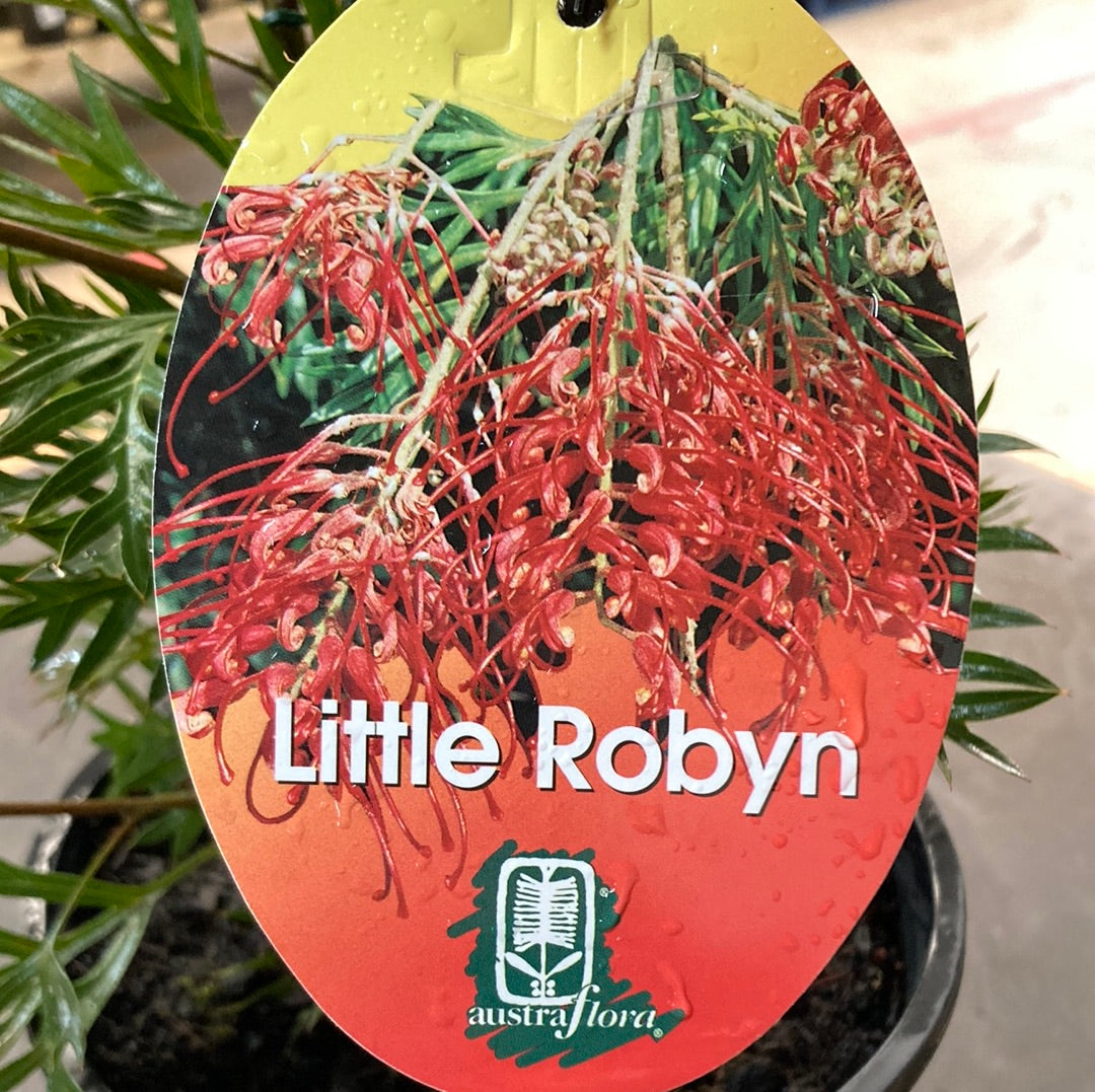 Grevillea Little Robyn Yarra View Garden Centre Mount Evelyn