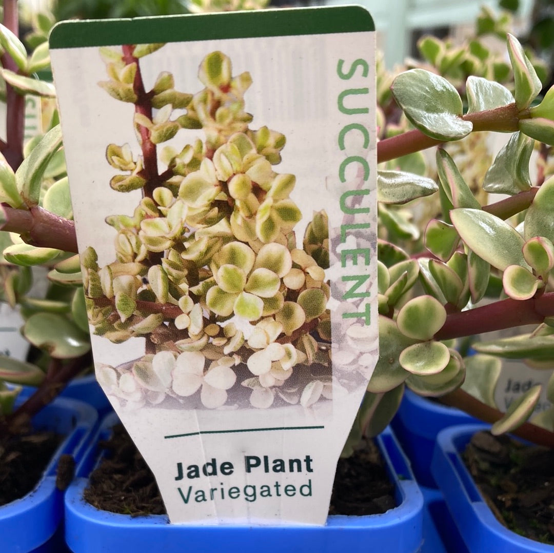 Portulacaria afra Variegated 'Jade Plant' 7cm