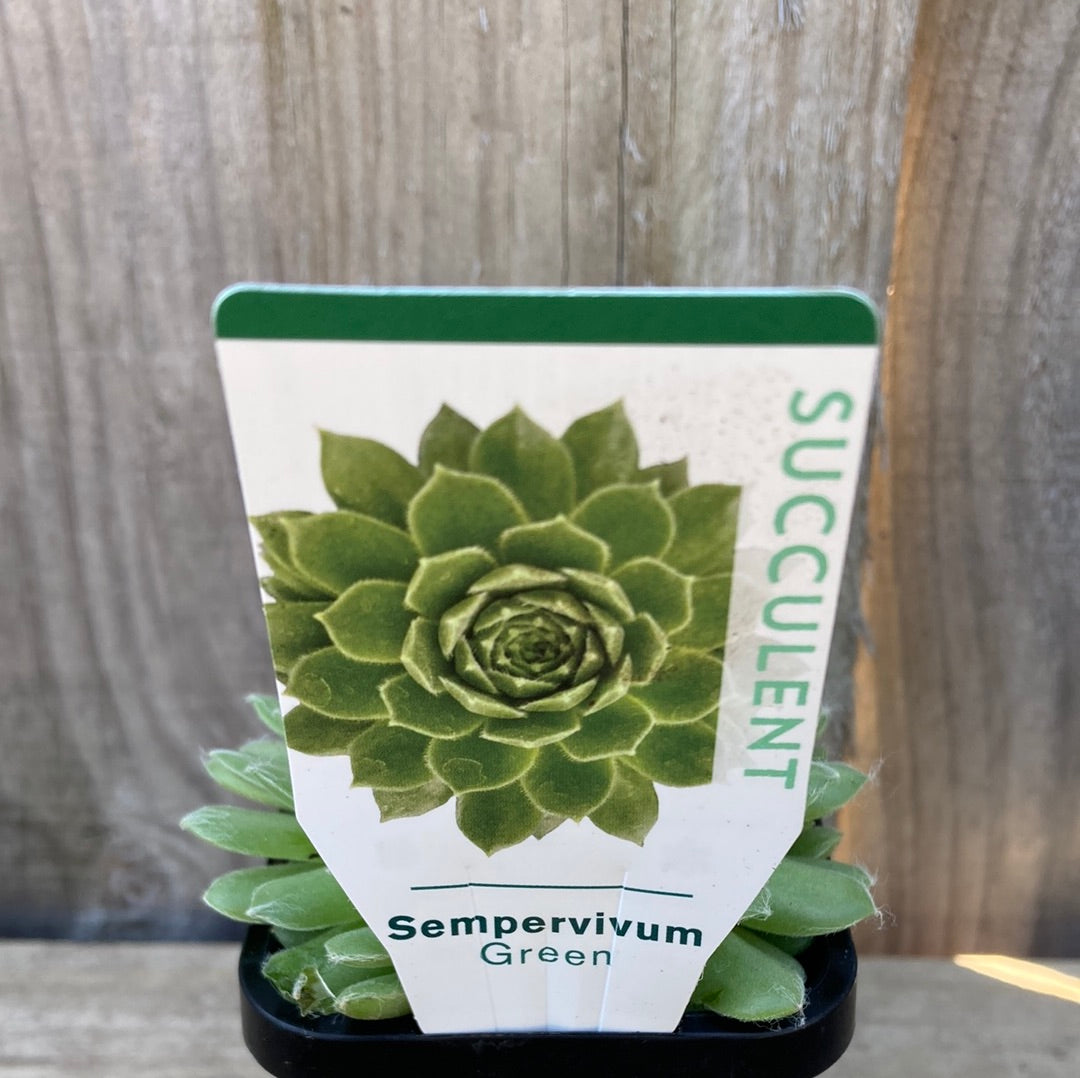 Sempervivum green 7cm