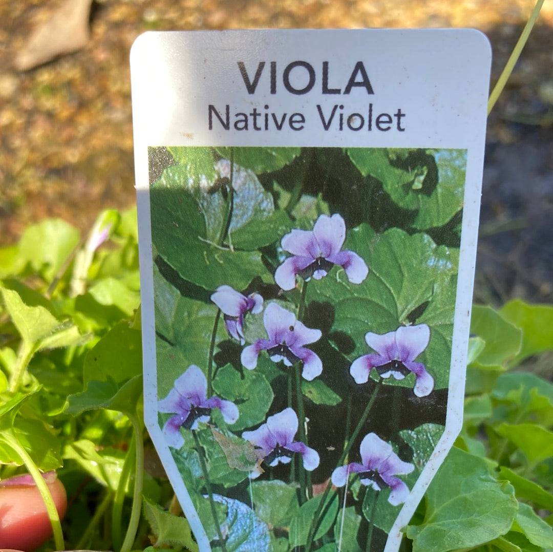 Viola hederacea ‘Native Violet’ 14cm