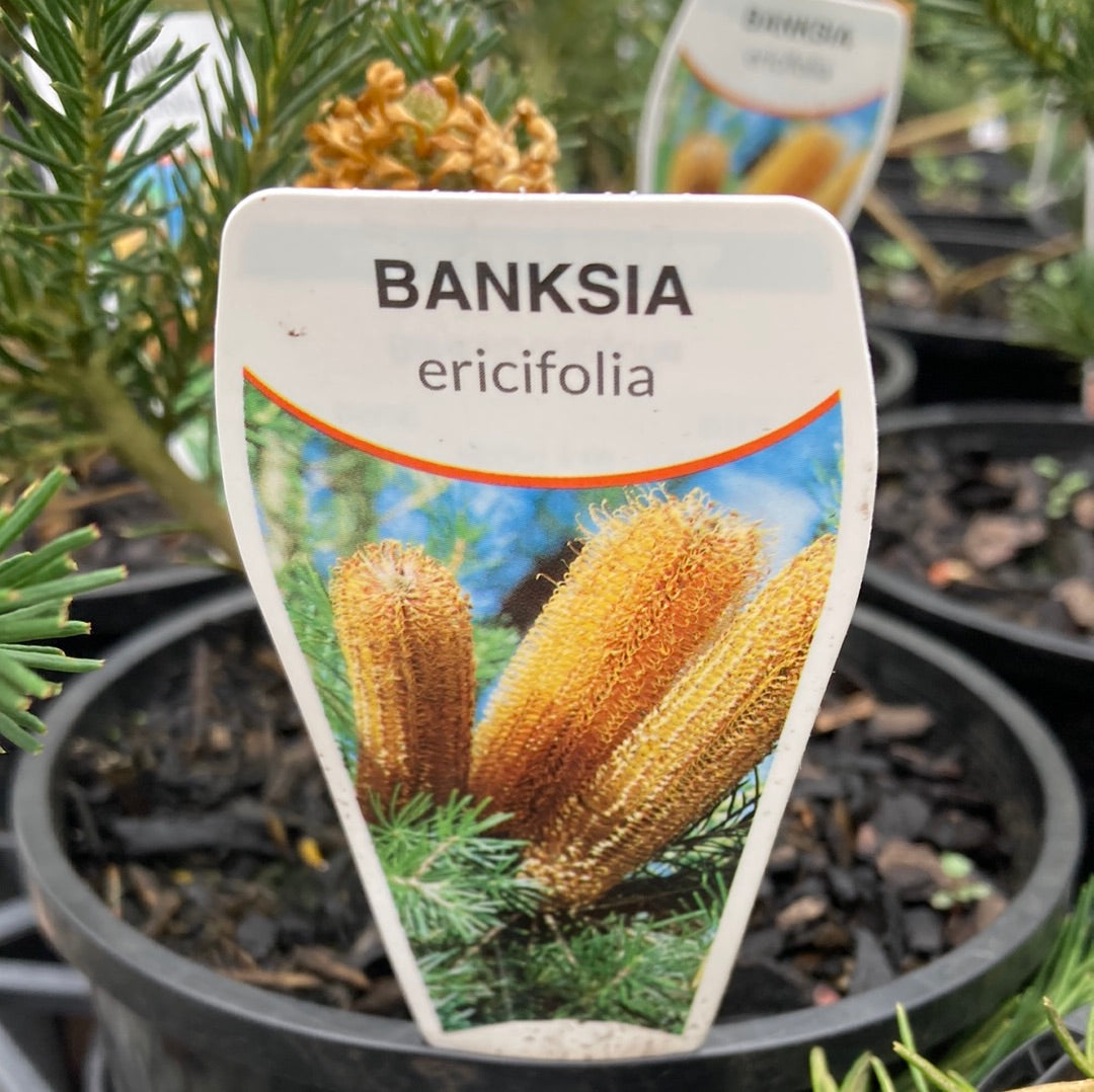 Banksia ericifolia 14cm Clearance