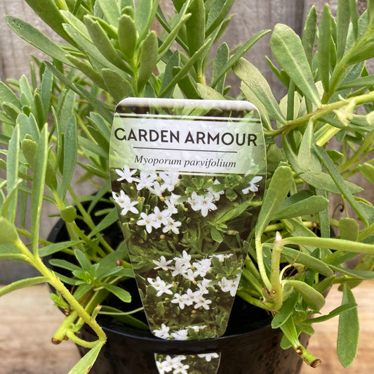 Myoporum parvifolium 'Garden Armour' 14cm